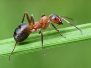 Fire Ant Control & Treatment provided by Mosquito Joe